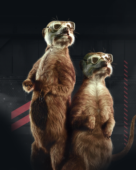 Two meerkats stood side by side with goggles showing them using PPE