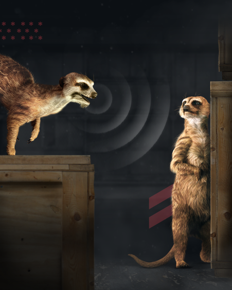 Two meerkats talking showing clear communication